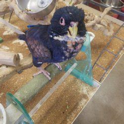 Most experienced vet and staff in the area ! E & J Exotic Birds - Pet Stores - 5409 W Charleston Blvd ...