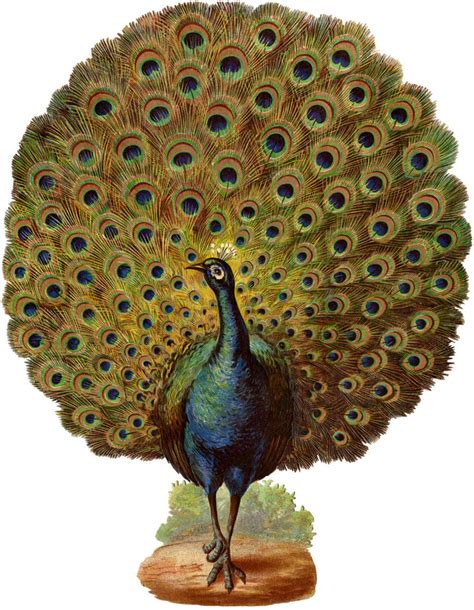 Spectacular Vintage Strutting Peacock With Fan Tail Graphic The