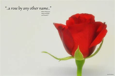 A Rose By Any Other Name Masimage Flickr