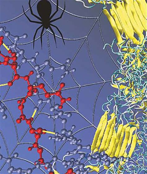 Illustration Showing The Nanoscale Structure Of Silks Spider Silk Science Silk