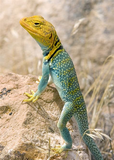 Lizards Archives Wild About Utah