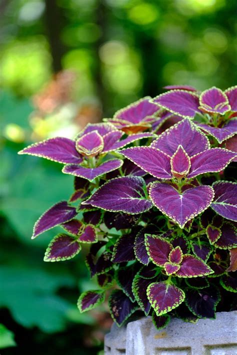 Growing Coleus Looking For A Gorgeous Shade Loving Annual Then