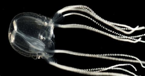 Brainless Jellyfish Travels With Specialized Eyes