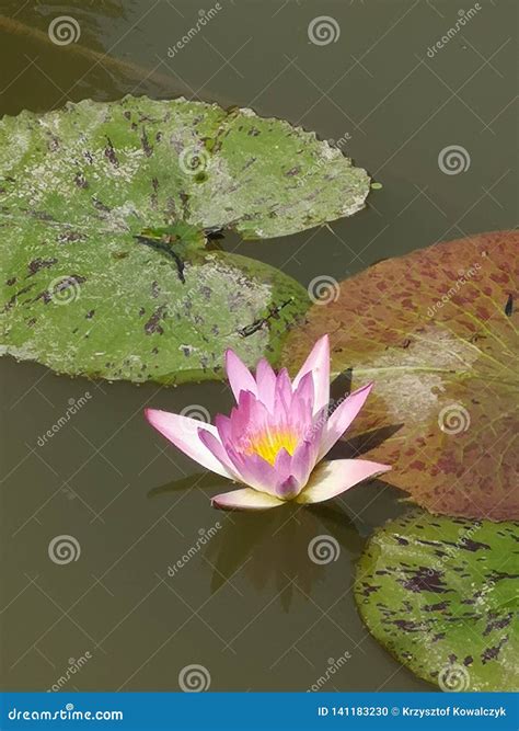 Blooming Pink Lotus Flower Floating In Water Close Up Water Lily Close