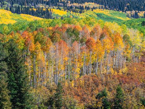 Last Dollar Road Telluride Peak Autumn Colors Fall Foliage Colorado