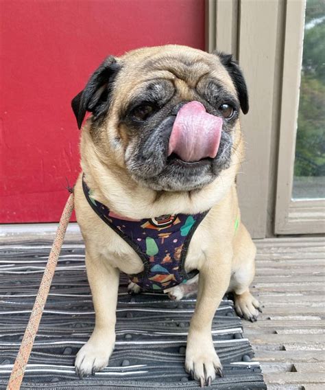 Tongue Out Tuesday Pug Pugs Pugs And Kisses Dog Clothes