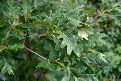 White Oak Trees Quercus Alba Care And Growing Guide