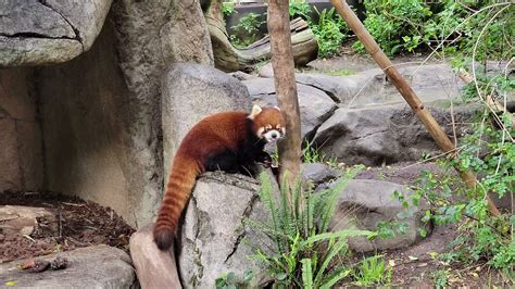 Red Panda San Diego Zoo Youtube