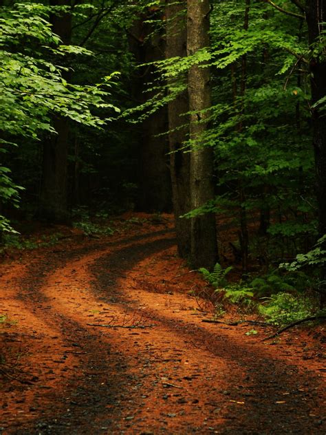 Free Download Forest Road Best Nature Wallpapers 2560x1600 For Your