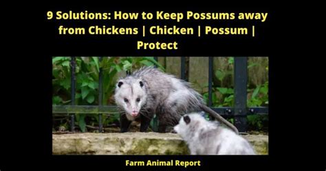 9 Solutions How To Keep Possums Away From Chickens Chicken Possum