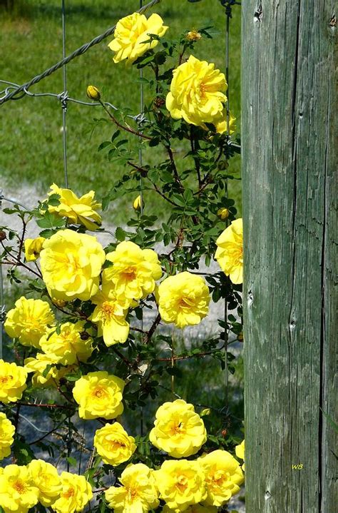 Sunny Yellow Roses Photograph By Will Borden Fine Art America