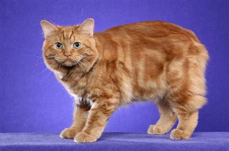 Cymric Cat Breed Information And Pictures Petguide Petguide