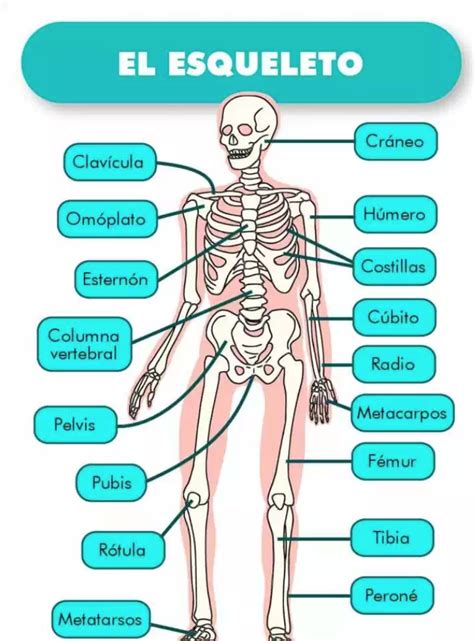 Ficha Interactiva De Esqueleto Humano Huesos Del Cuerpo Humano Images