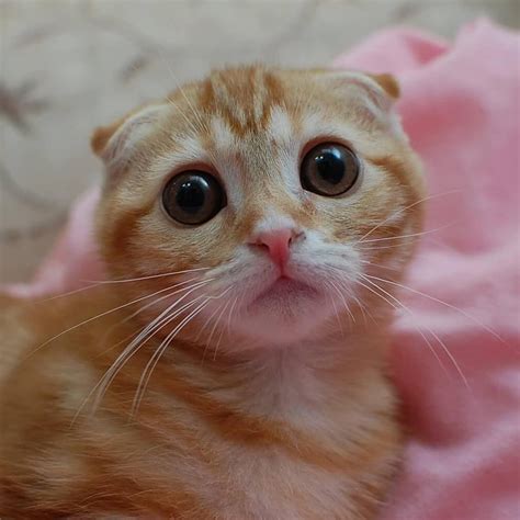 Pin By Sweetcattime On Sweet Cats Cute Animals Cat Scottish Fold