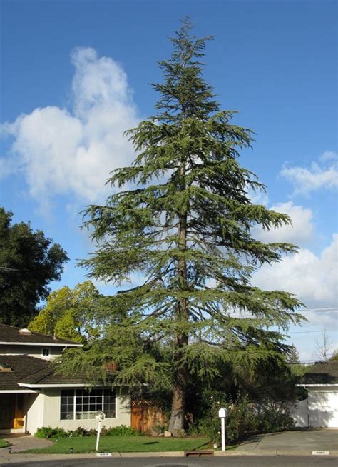 Cedar Deodar For Sale Online The Tree Center