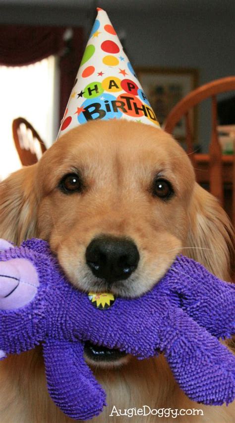 Droll Golden Retriever Puppies Happy Birthday L Sanpiero