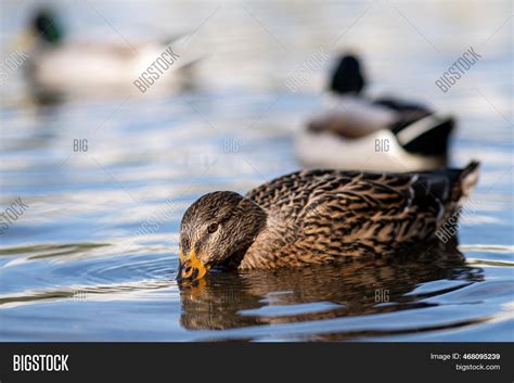 Mallard Duck Male Image And Photo Free Trial Bigstock