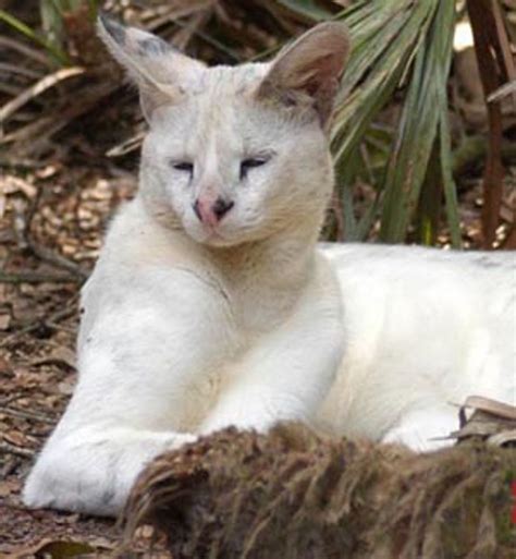 Albino Domestic And Wild Cats Love Meow