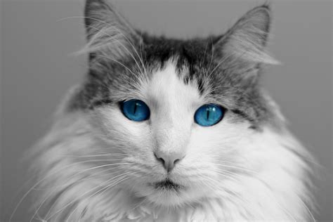 Download White Cats With Blue Eyes Breed Golden Ways