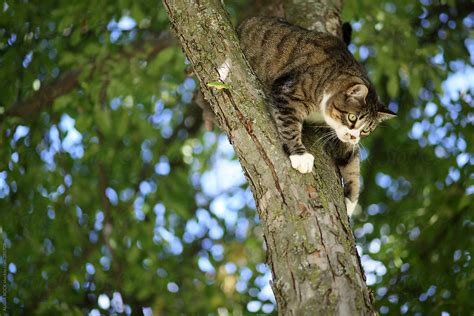 a cute cat trying to climb down from a high tree branch by stocksy contributor alicia bock