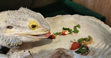 Fruit Eating Pet Lizards Rteley