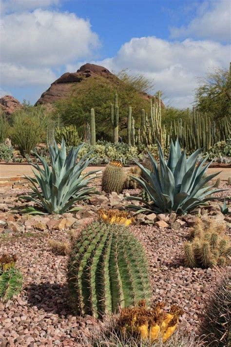 60 Amazing Desert Garden Landscaping Ideas For Home Yard Desert
