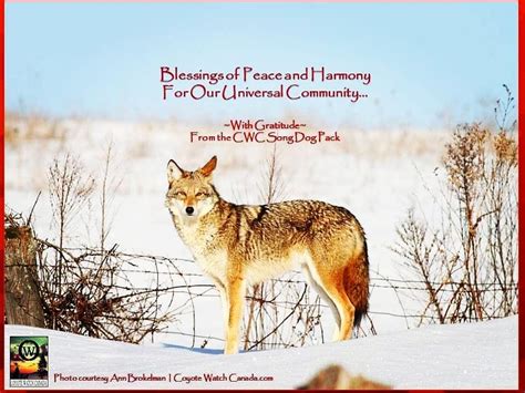 Coyote Watch Canada On Instagram Wildwednesday Peace And Harmony To