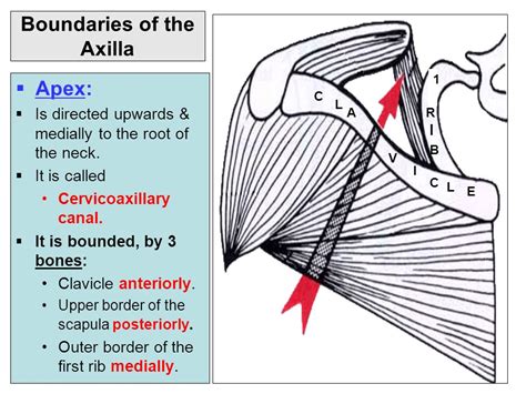 Abscess Of Axilla Primary Tubercular Abscess Of The Axilla—a Rare Case