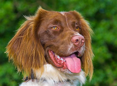 Welsh Springer Spaniel im Rasseportrait | ZooRoyal Magazin
