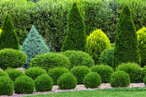 How To Plant Arborvitae — Our Guide With Tips That Work