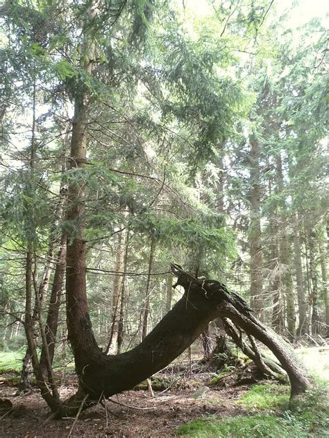Oldest Trees Najstarsze Drzewa Z Cyklu Dziwne Drzewa From The