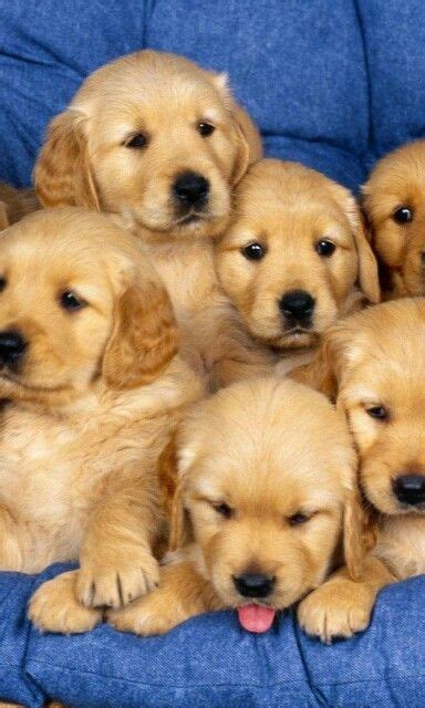 The cost to buy a golden retriever varies greatly and depends on many factors such as the breeders' location, reputation, litter size, lineage of the puppy, breed popularity (supply and demand), training, socialization efforts, breed lines and much. Golden Retriever puppies | Dogs golden retriever, Dogs ...