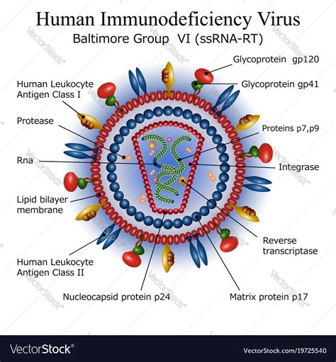 Hiv Virus Labelled Diagram