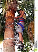 Photos of Palm Climbing Equipment