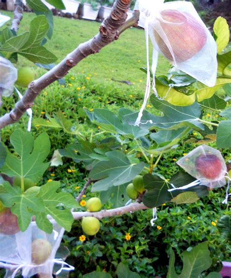 How To Grow Fig Trees In Pot Growing Fig Figs Care
