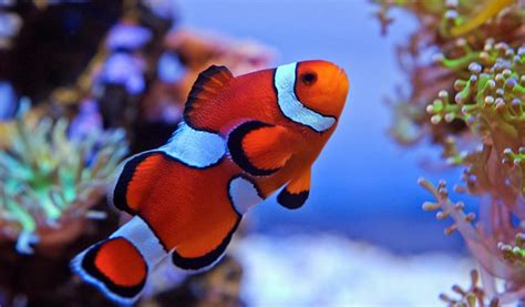 Are Clown Fish Fresh Or Saltwater Rankiing Wiki Facts Films