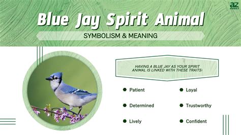 Blue Jay Spirit Animal Symbolism And Meaning A Z Animals