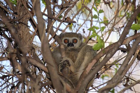 Milne Edwards Sportive Lemur Lepilemur Edwardsi Madagascar