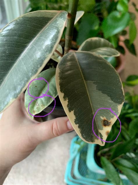 New Ficus Tineke Plant Parent What Are These Brown Spots On My Plant