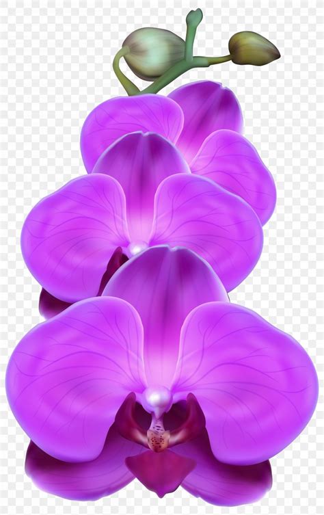 Orchids Purple Clip Art Png 5032x8000px Orchids Boat Orchid