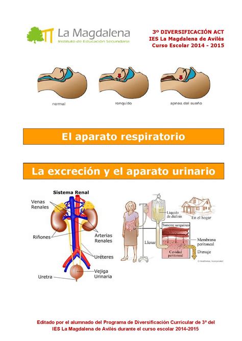 El Aparato Respiratorio La Excreci N Y El Aparato Urinario By Pmar Ies La Magdalena Issuu