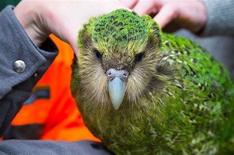 The Kakapo The Worlds Weirdest Parrot Australian Geographic