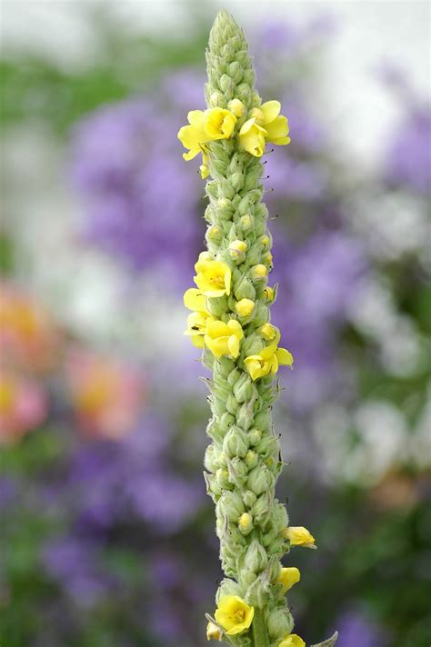 Unusual Yellow Flower Spike Mullein Vebascum British Wil Flickr