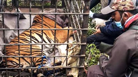 Sumatran Tiger Captured For Preying On Livestock In Indonesia Cgtn