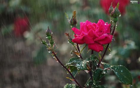 Rain Rose Buds Beautiful Views Wallpapers 2048x1292