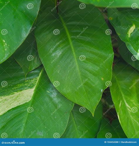Tropical Waxy Green Leaves Stock Photo Image Of Plant Leaves 104454388