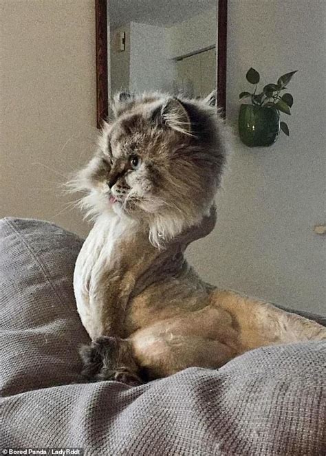 Cats Strange Pet Owners Share Hilarious Snaps Of Their Felines In