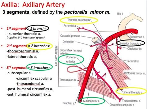 Axillary Artery Branches 【 Axillary Artery Is Divided Into 3 Parts