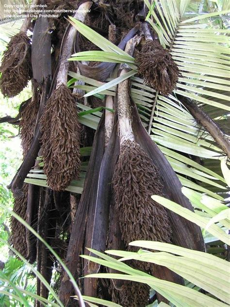 Plantfiles Pictures Astrocaryum Species Murumuru Palm Muru Muru Palm