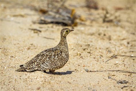 Double Banded Sandgrouse In Kruger National Park South Africa Stock